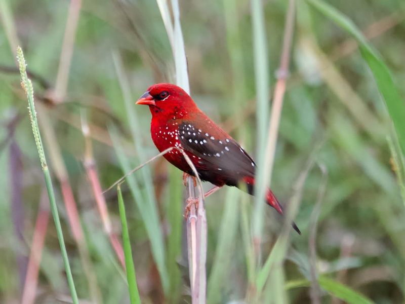 Red Avadavat