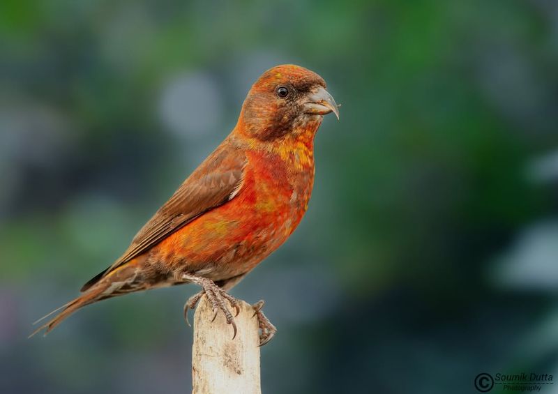 Red Crossbill