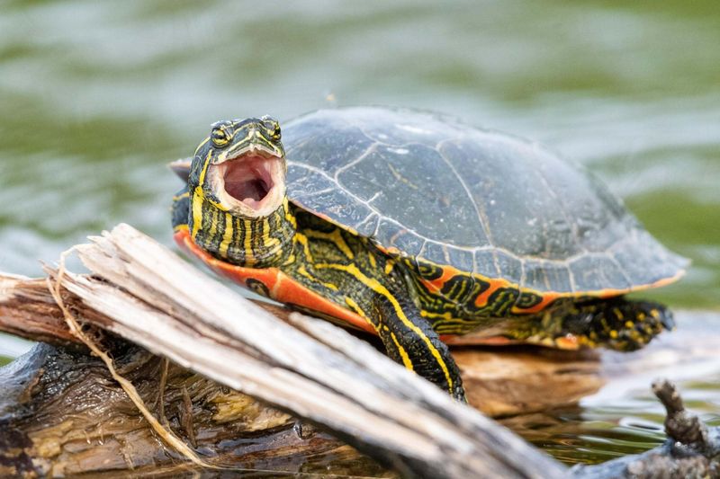 Red-Eared Slider - Illinois