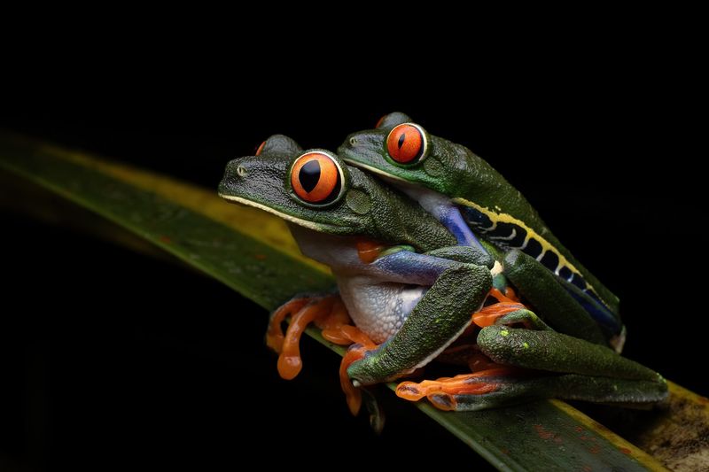 Red-Eyed Tree Frog