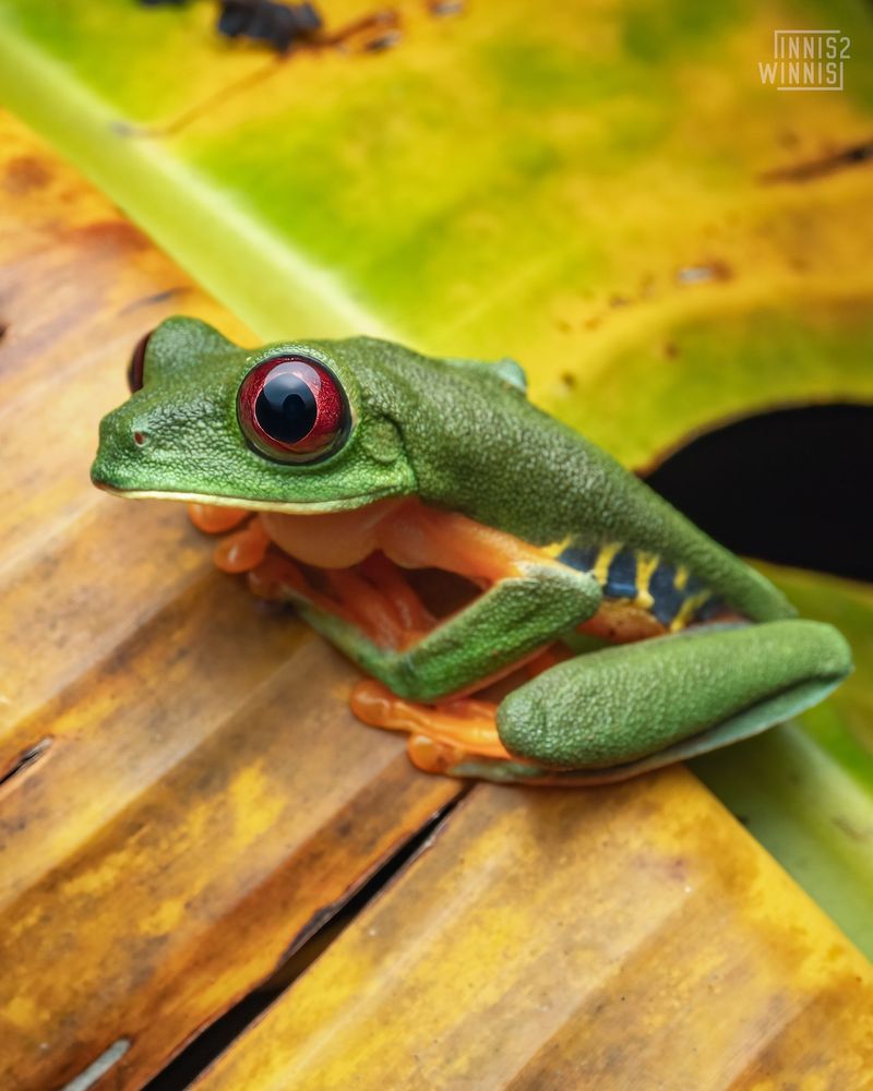 Red-Eyed Tree Frog