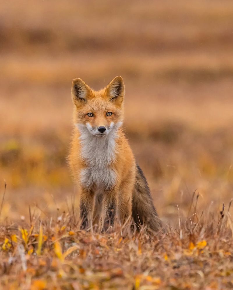 Red Fox