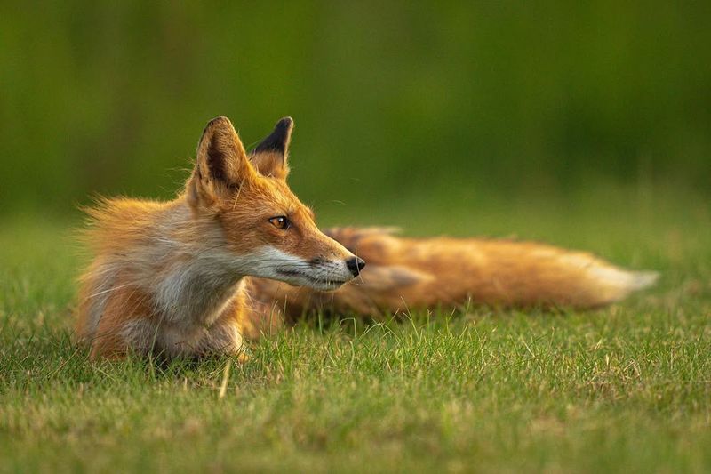 Red Fox