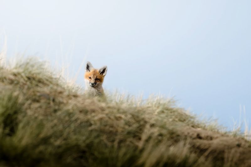 Red Fox