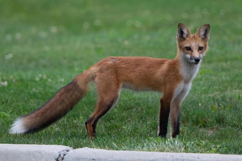 Red Foxes