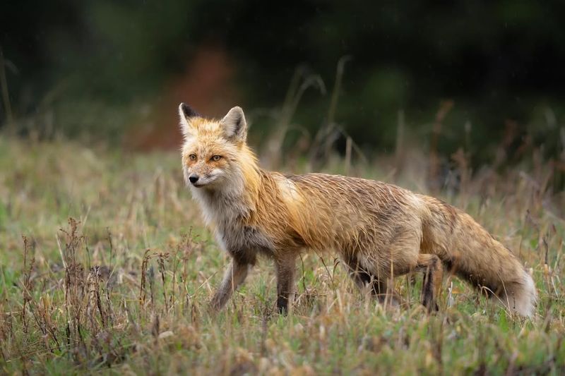 Red Foxes