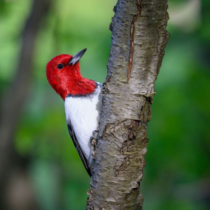 Red-Headed Woodpecker