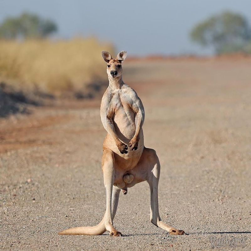 Red Kangaroo