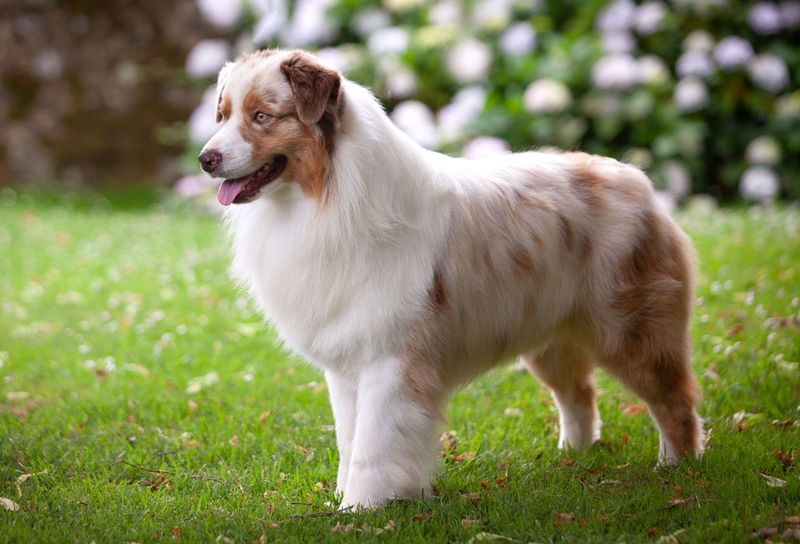 Red Merle with Copper Points