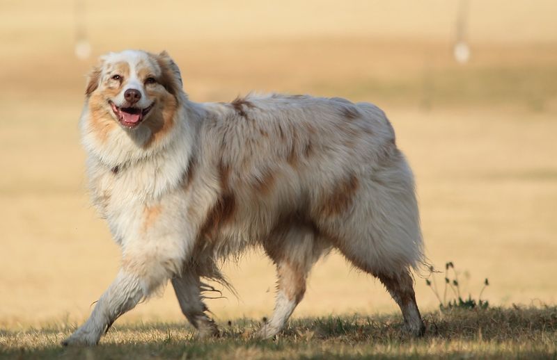 Red Merle with White Markings