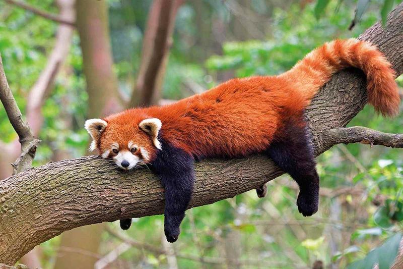 Red Panda