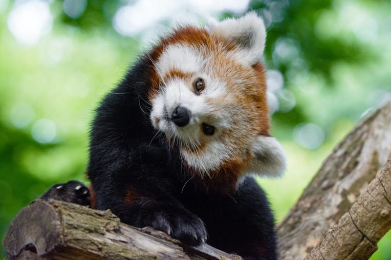 Red Panda