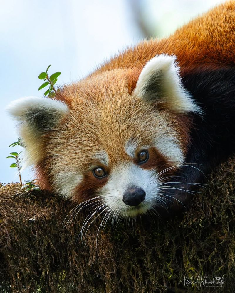 Red Panda