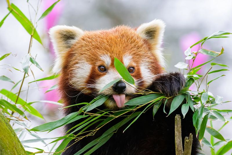 Red Panda