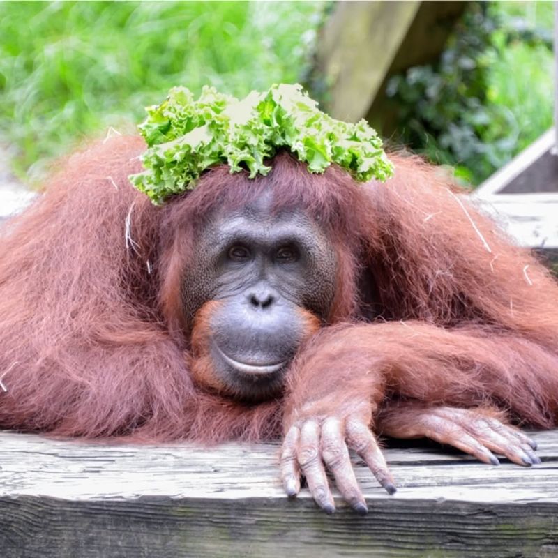 Orangutan