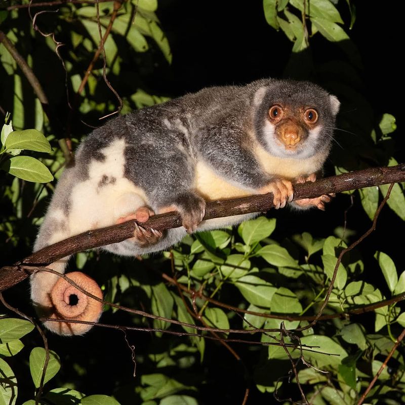 Spotted Cuscus