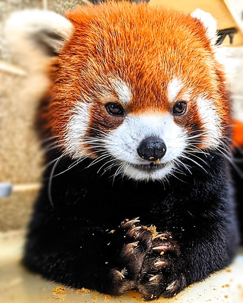 Red Panda