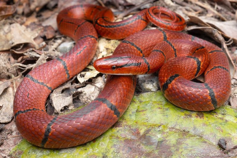 Red Racer (Western Coachwhip)