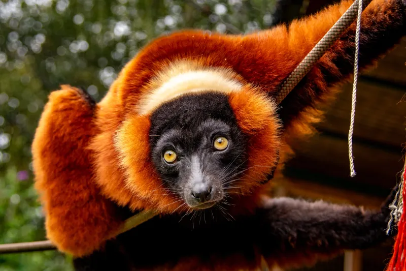 Red Ruffed Lemur