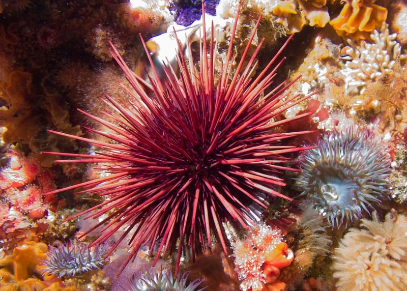 Red Sea Urchin