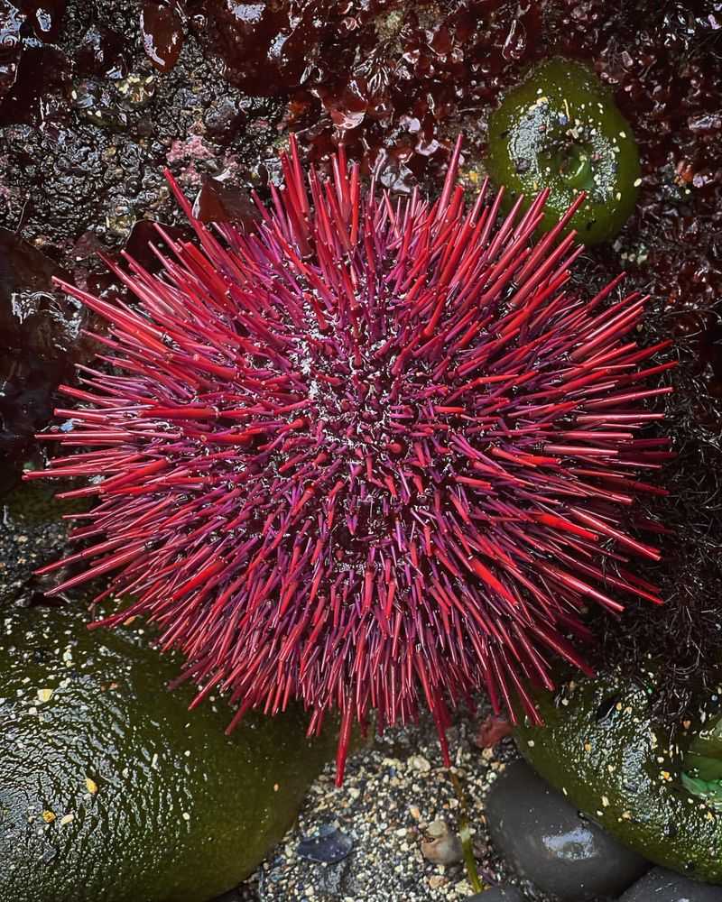 Red Sea Urchin