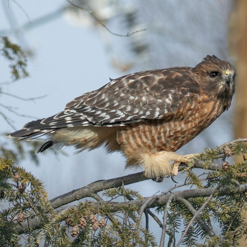 Red-Shouldered Hawk