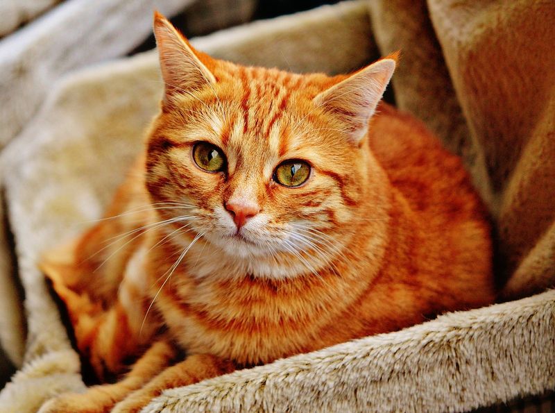 Red Tabby