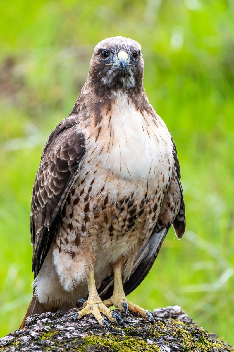 Red-Tailed Hawk