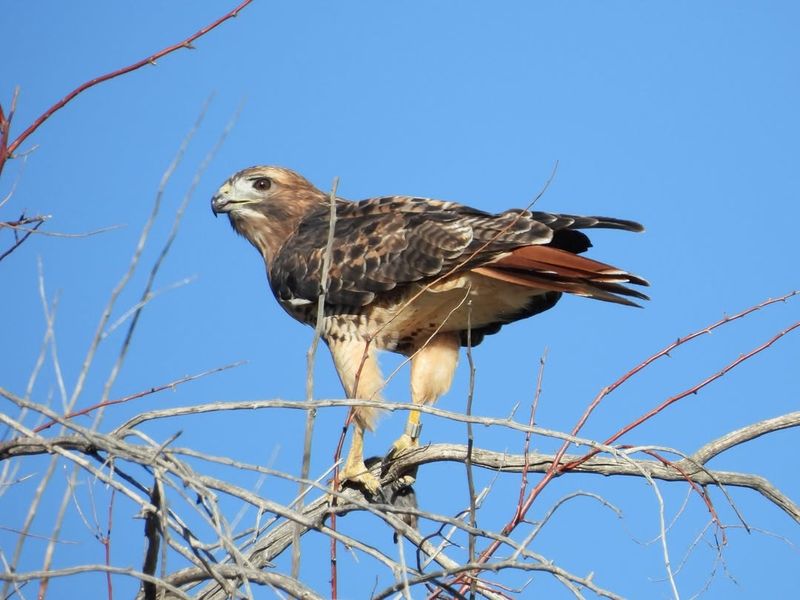 Red-Tailed Hawk