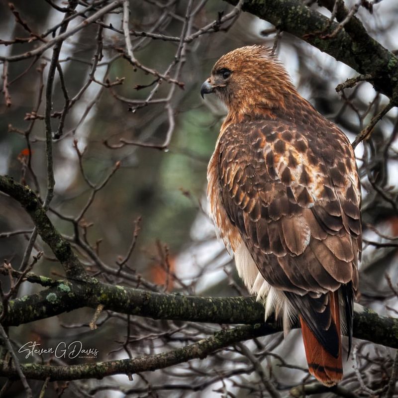 Red-Tailed Hawk