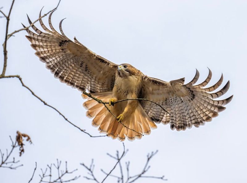 Red-Tailed Hawks