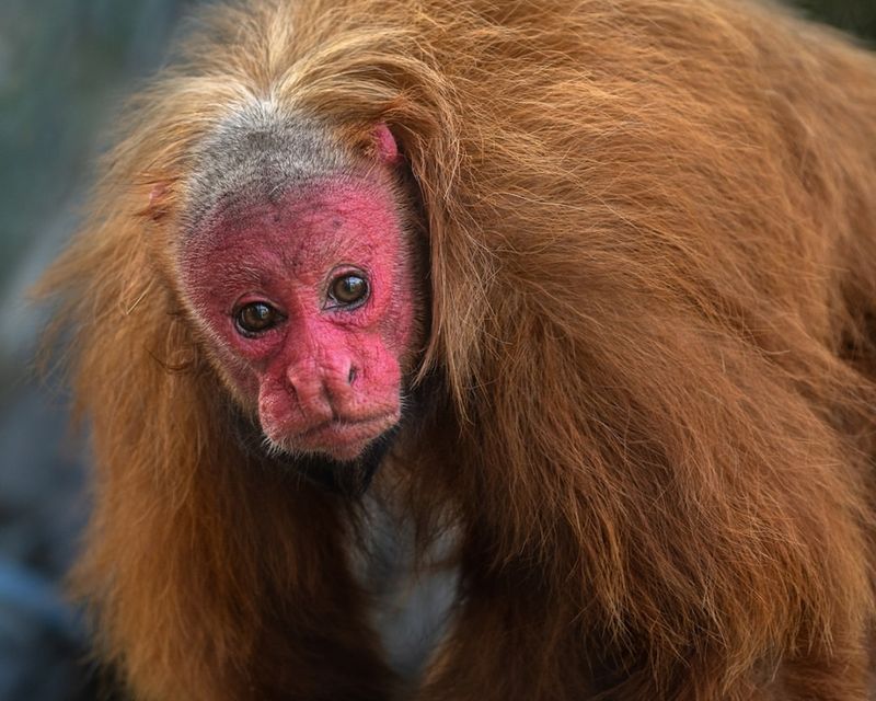 Red Uakari