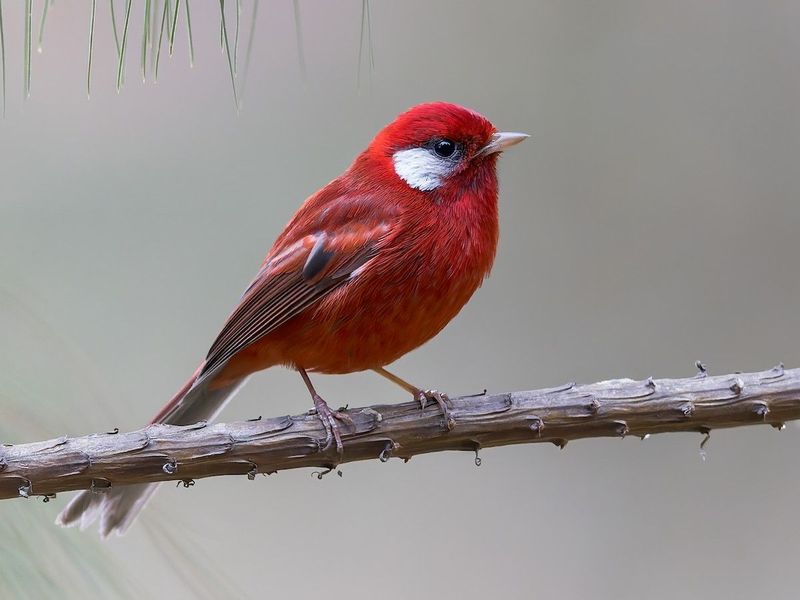 Red Warbler