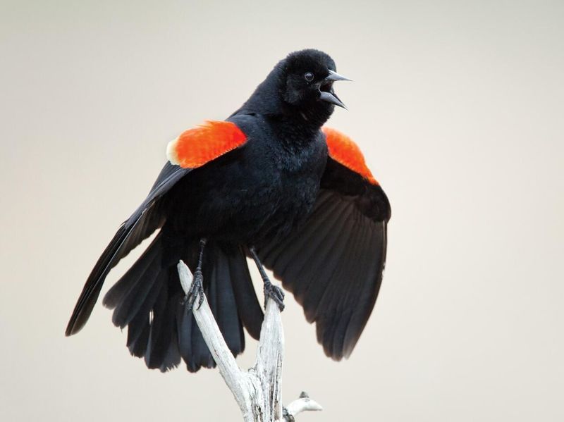 Red-Winged Blackbird