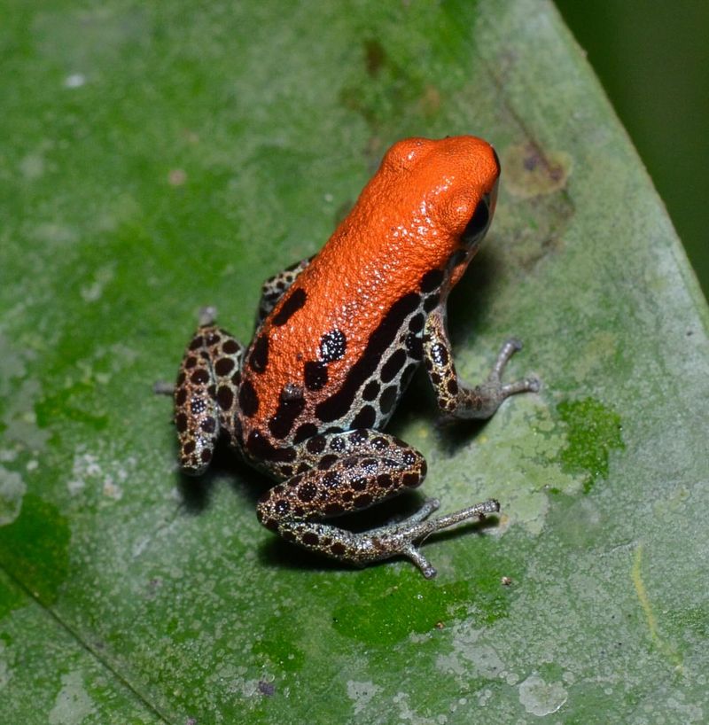 Red-backed Poison Dart Frog