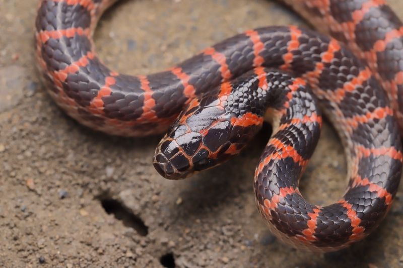 Red-banded Snake