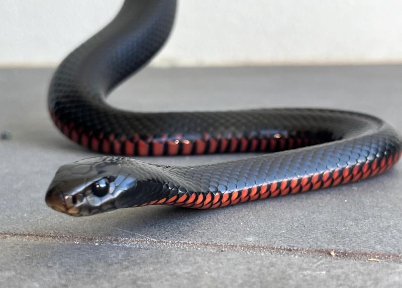 Red-bellied Black Snake