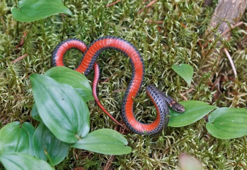 Red-bellied Snake