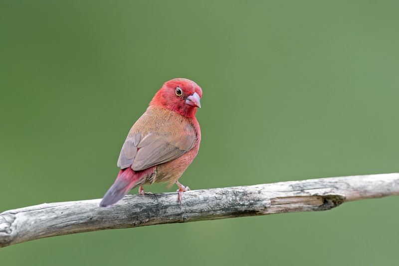 Red-billed Firefinch