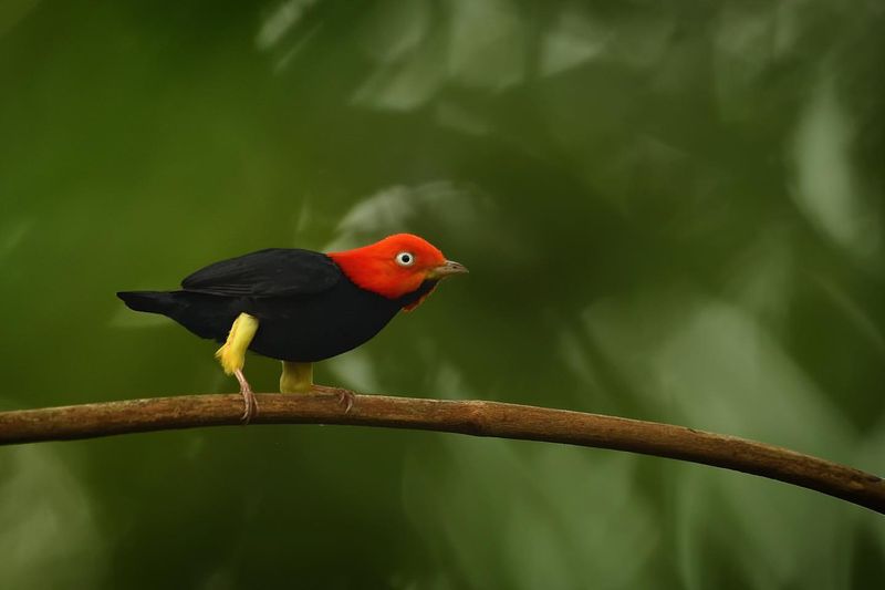 Red-capped Manakin