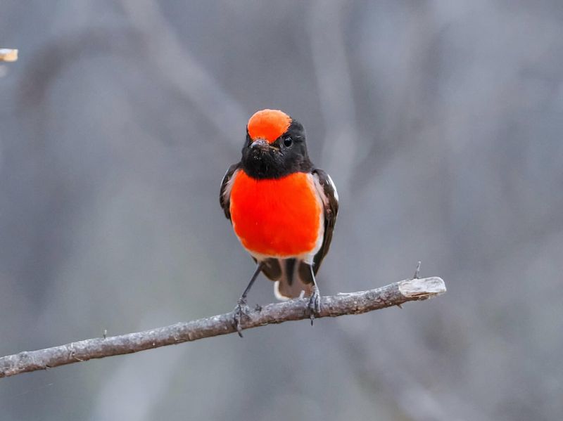 Red-capped Robin