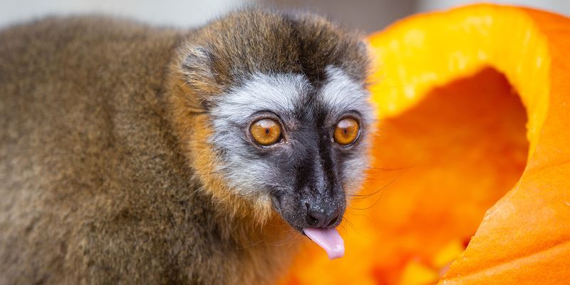 Red-fronted Lemur