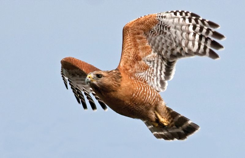 Red-shouldered Hawk