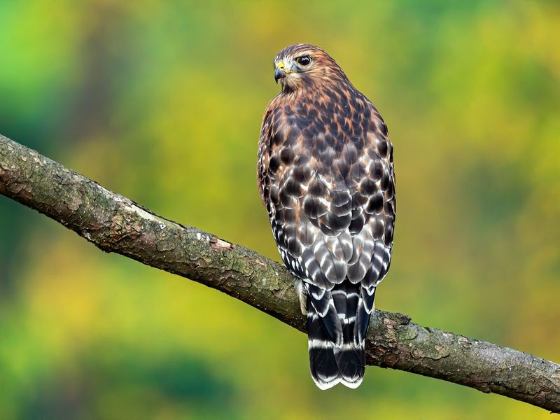 Red-shouldered Hawk