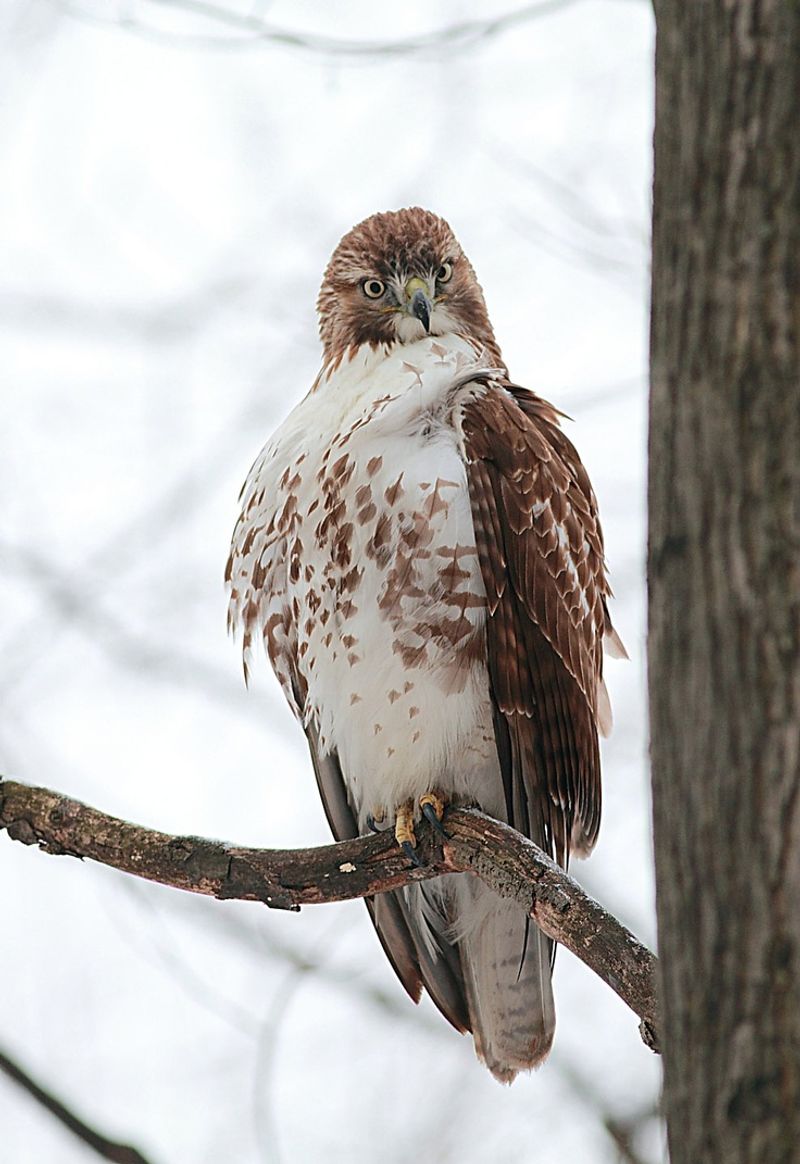 Red-tailed Hawk