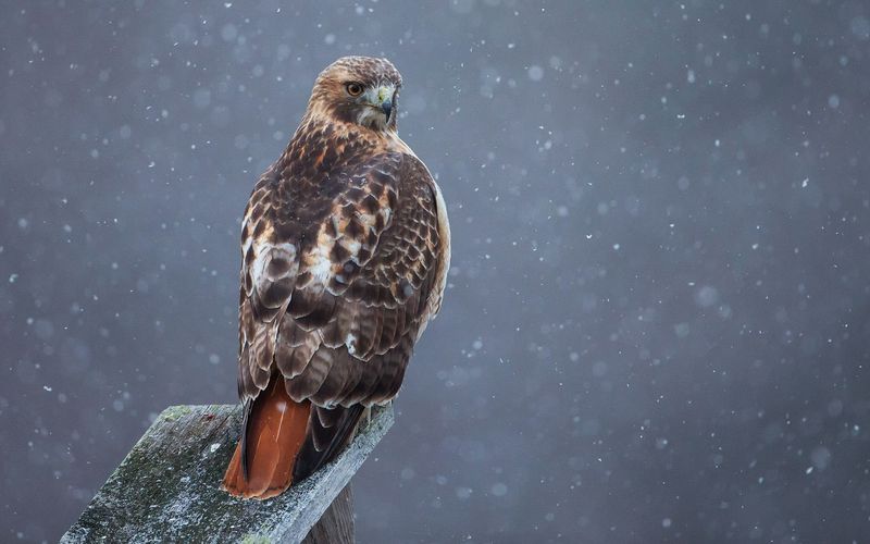 Red-tailed Hawk