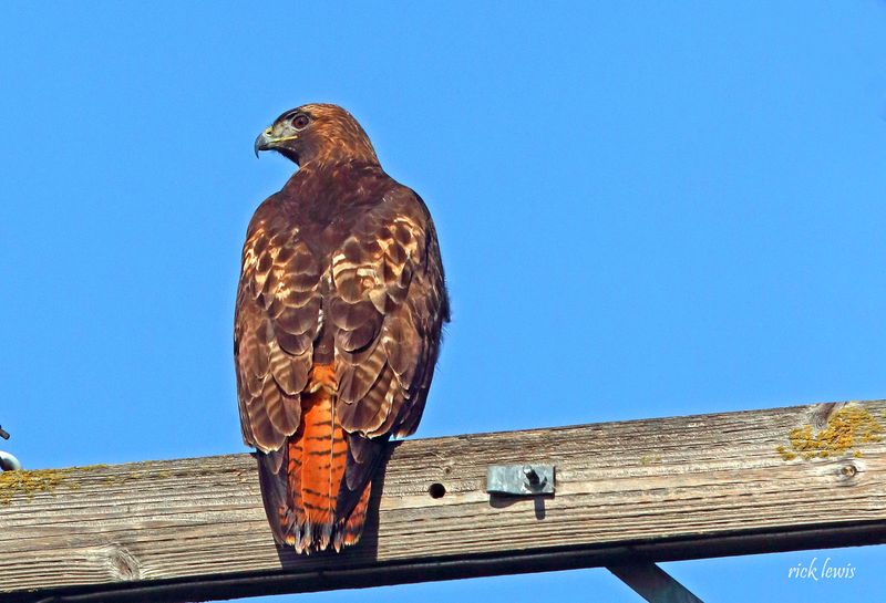 Red-tailed Hawk