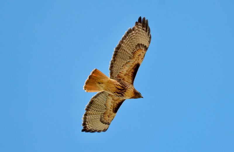 Red-tailed Hawk