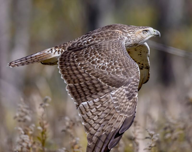 Red-tailed Hawk