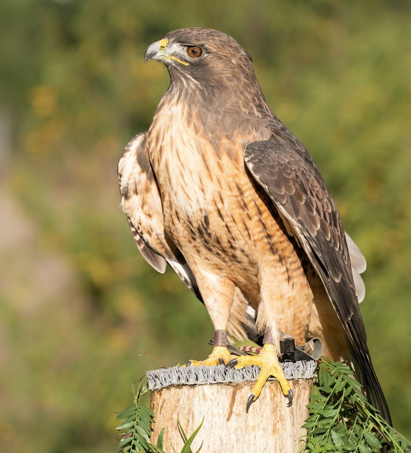 Red-tailed Hawk